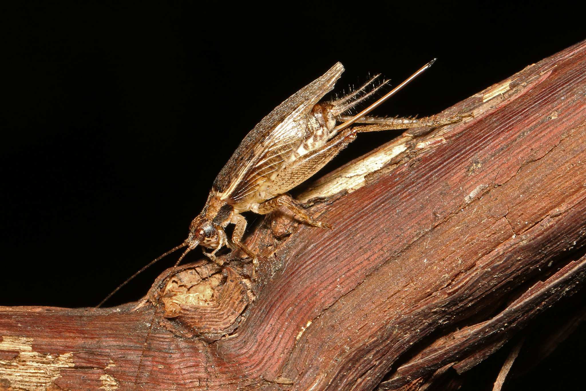 Hapithus