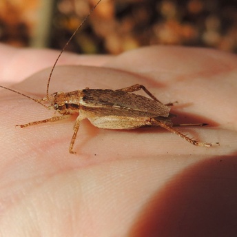 Hapithus