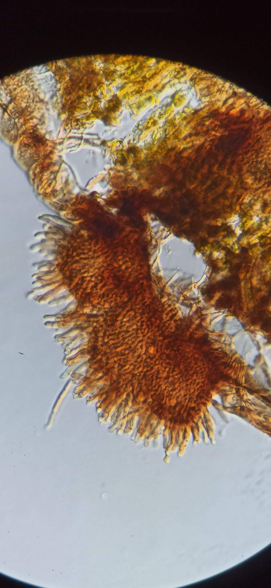 Nothopassalora personata