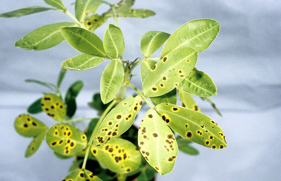 Nothopassalora personata