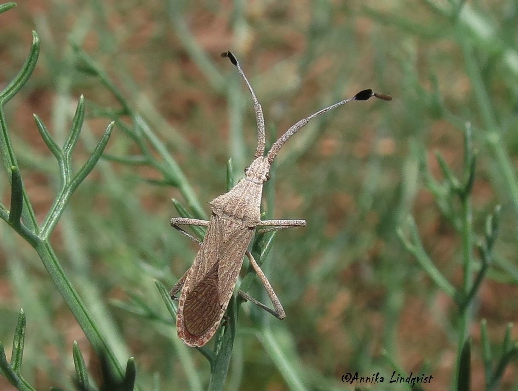 Chariesterus