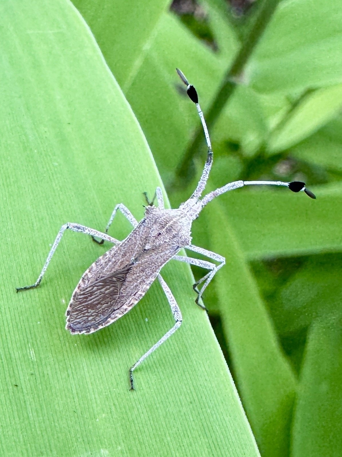 Chariesterus