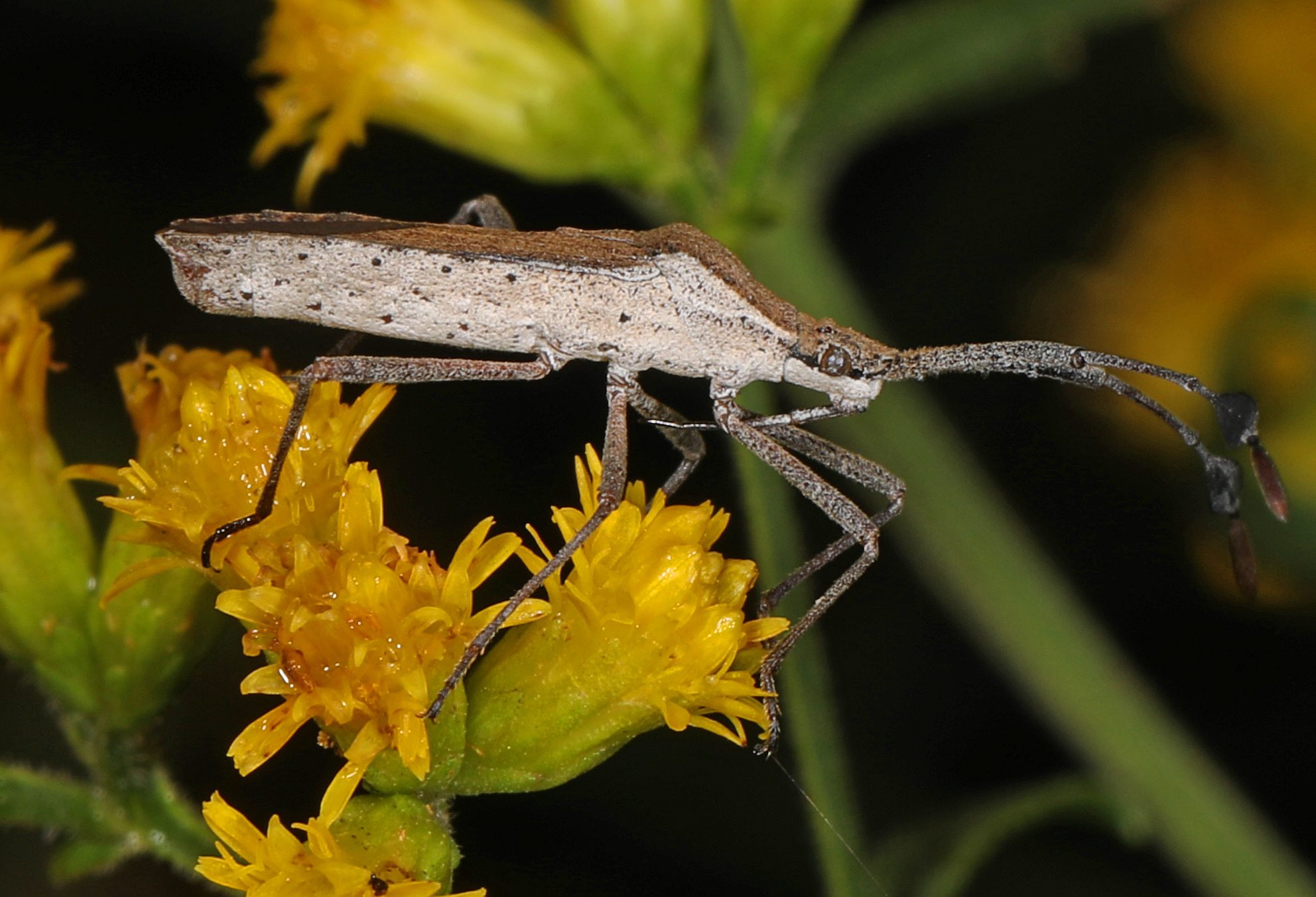 Chariesterus