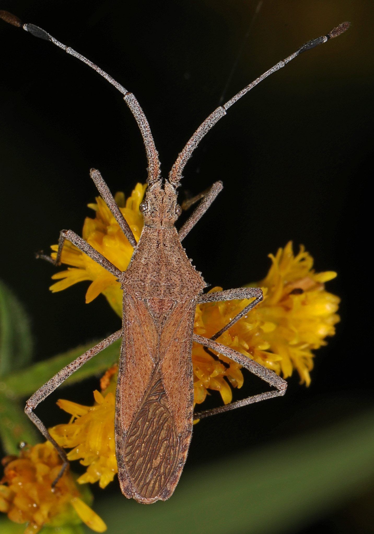 Chariesterus