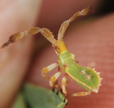 Chariesterus