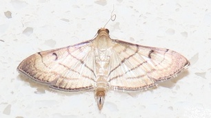 Marasmia