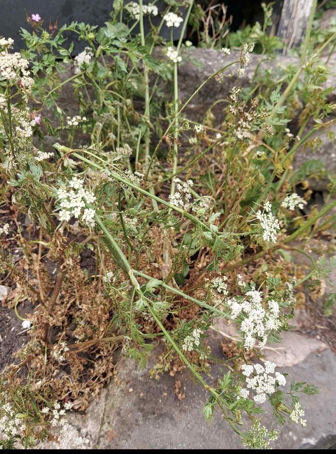 Puccinia nitida