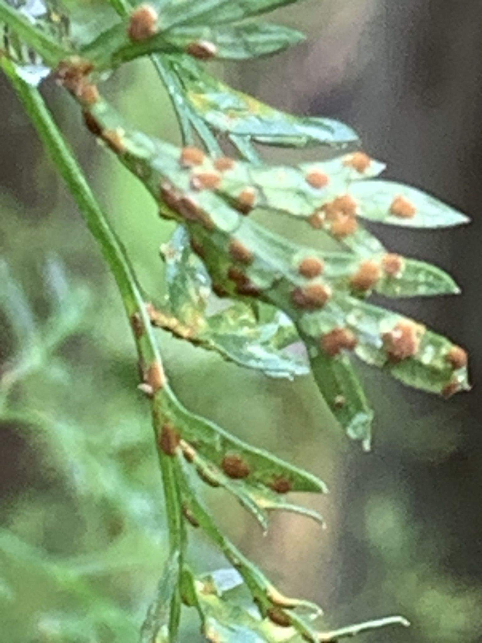 Puccinia nitida