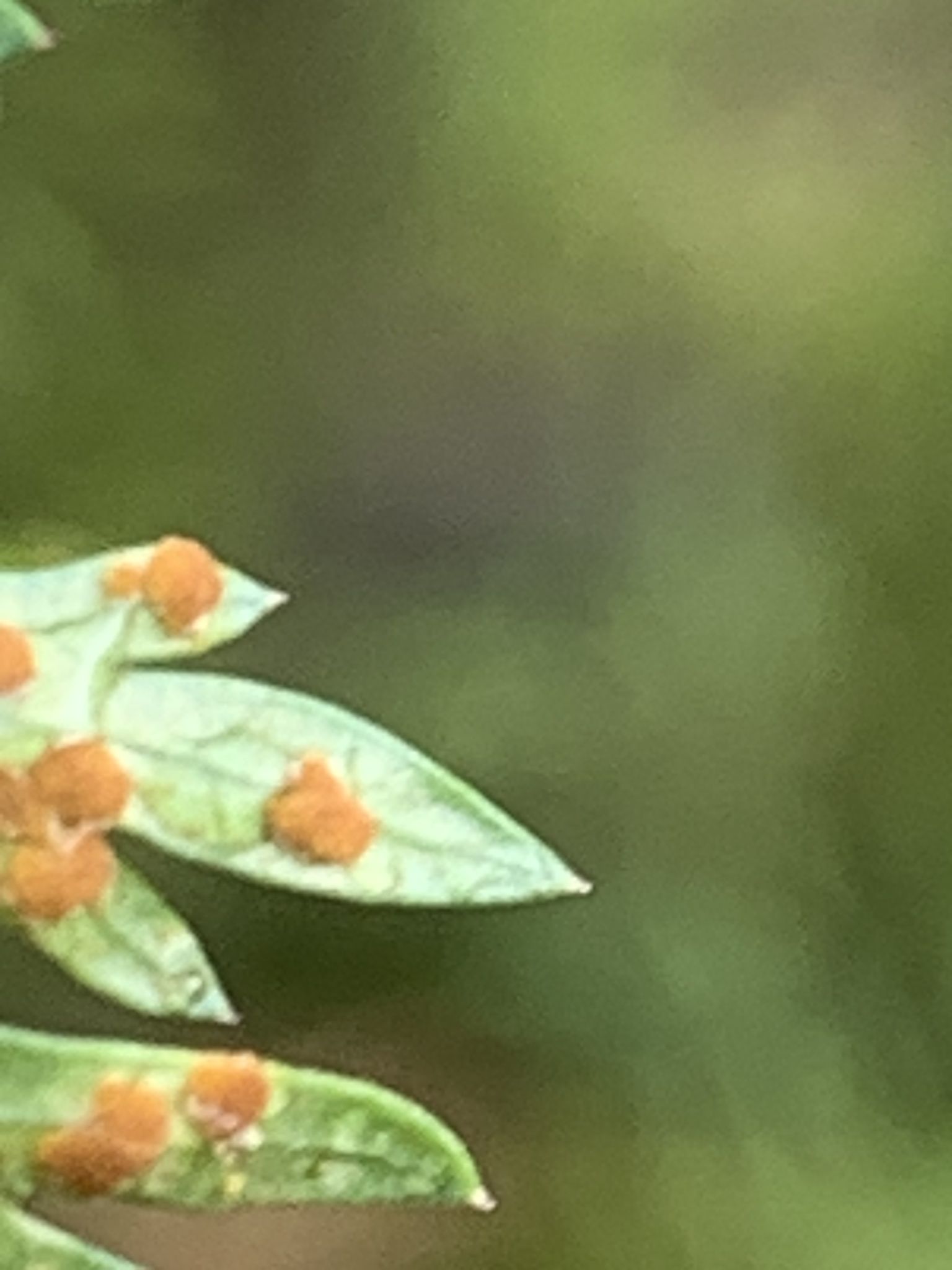 Puccinia nitida