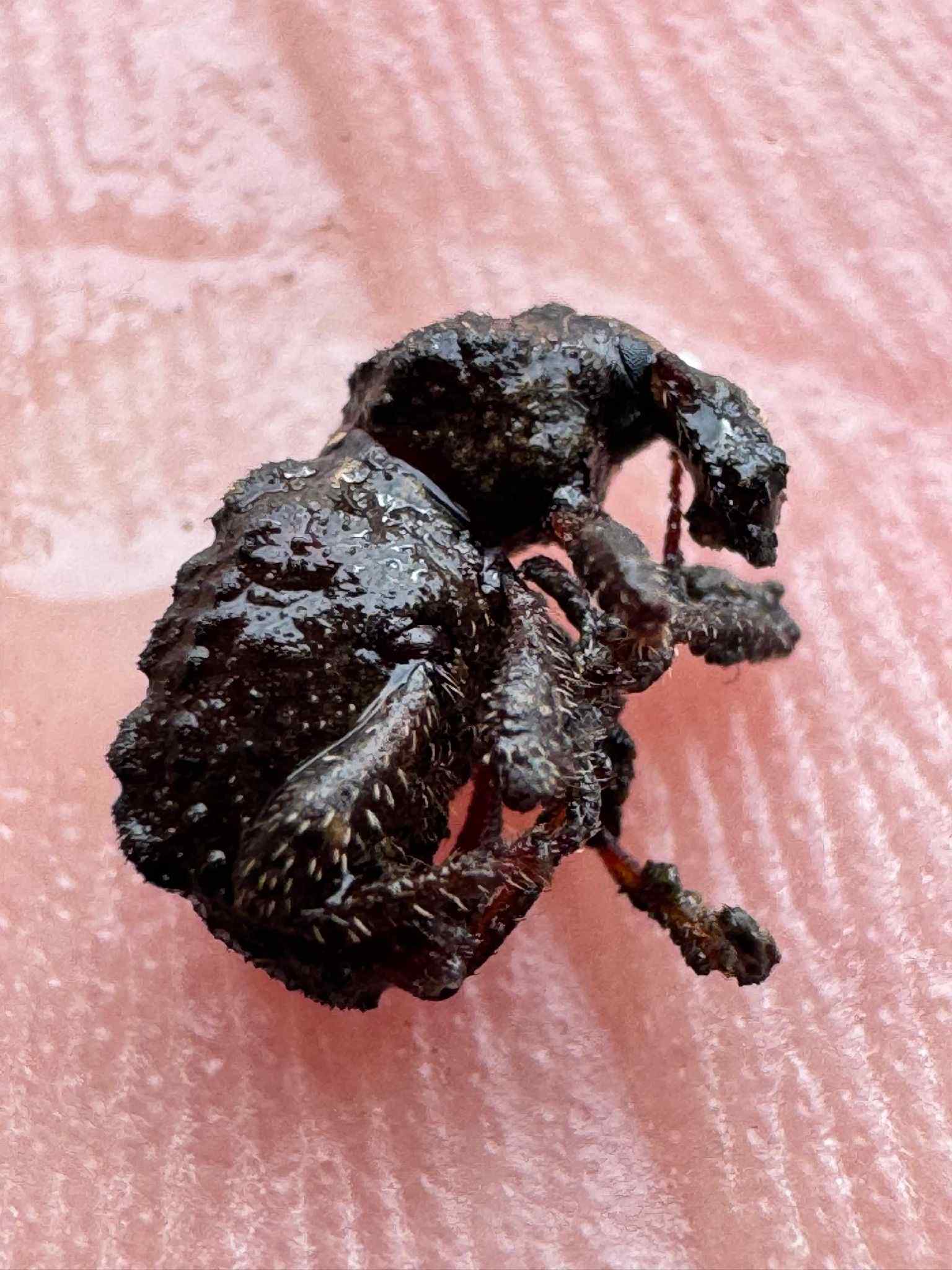 Premnotrypes vorax