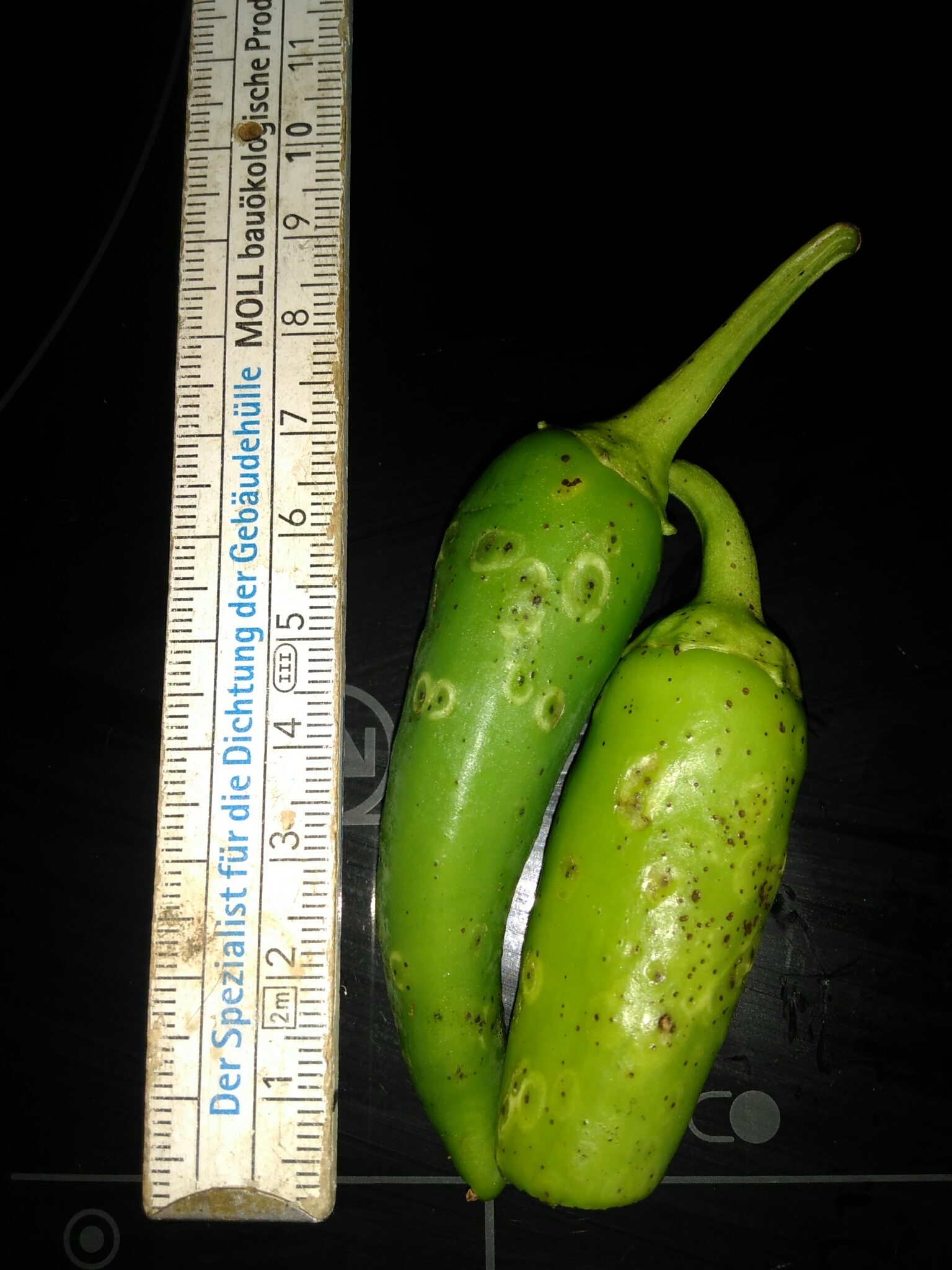 Xanthomonas vesicatoria