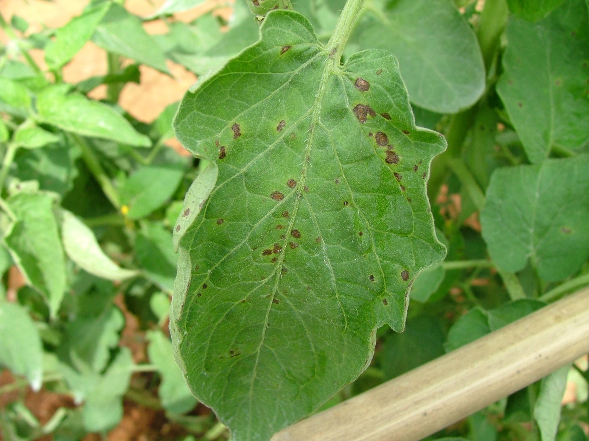 Xanthomonas vesicatoria