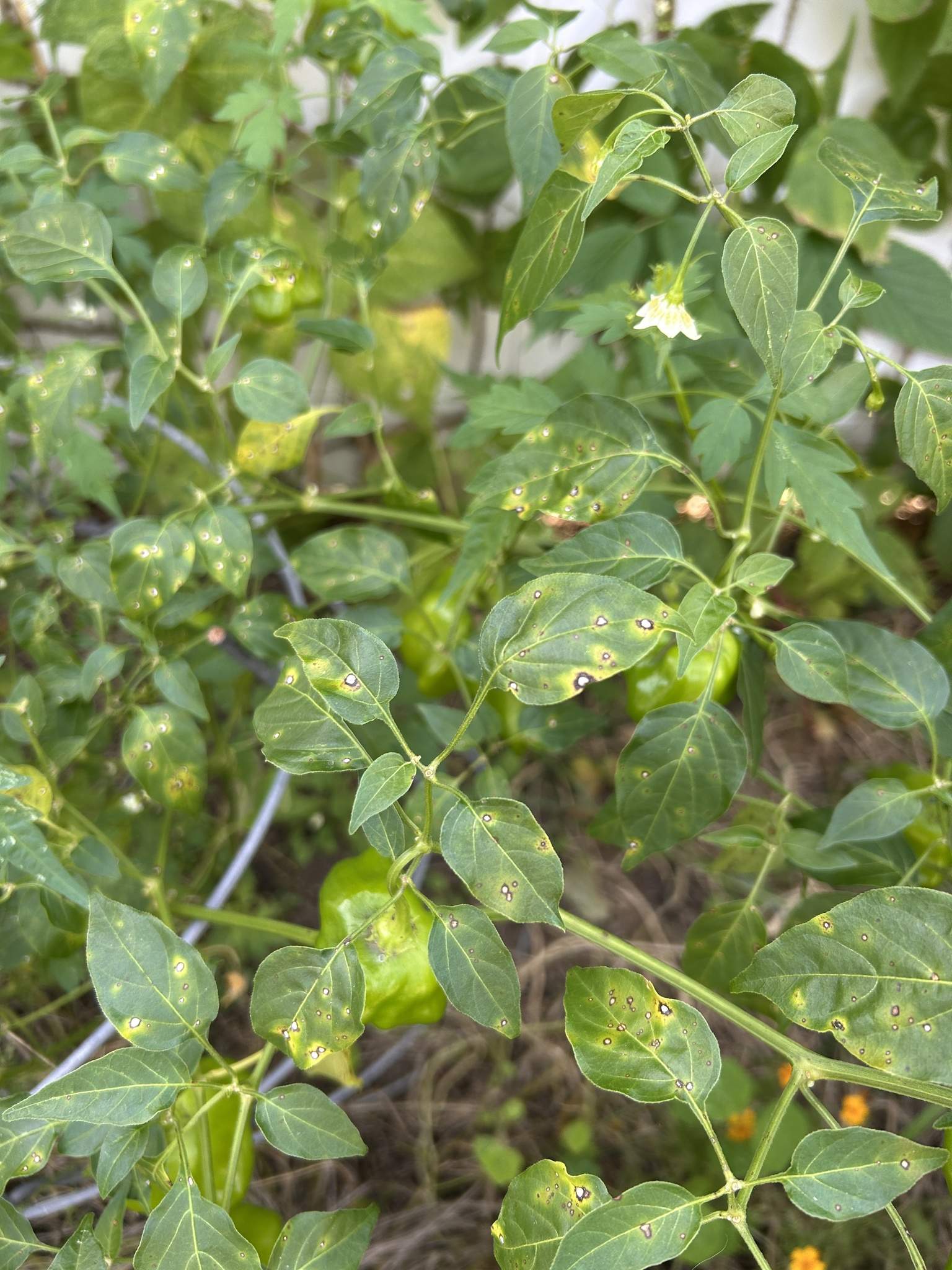 Xanthomonas vesicatoria