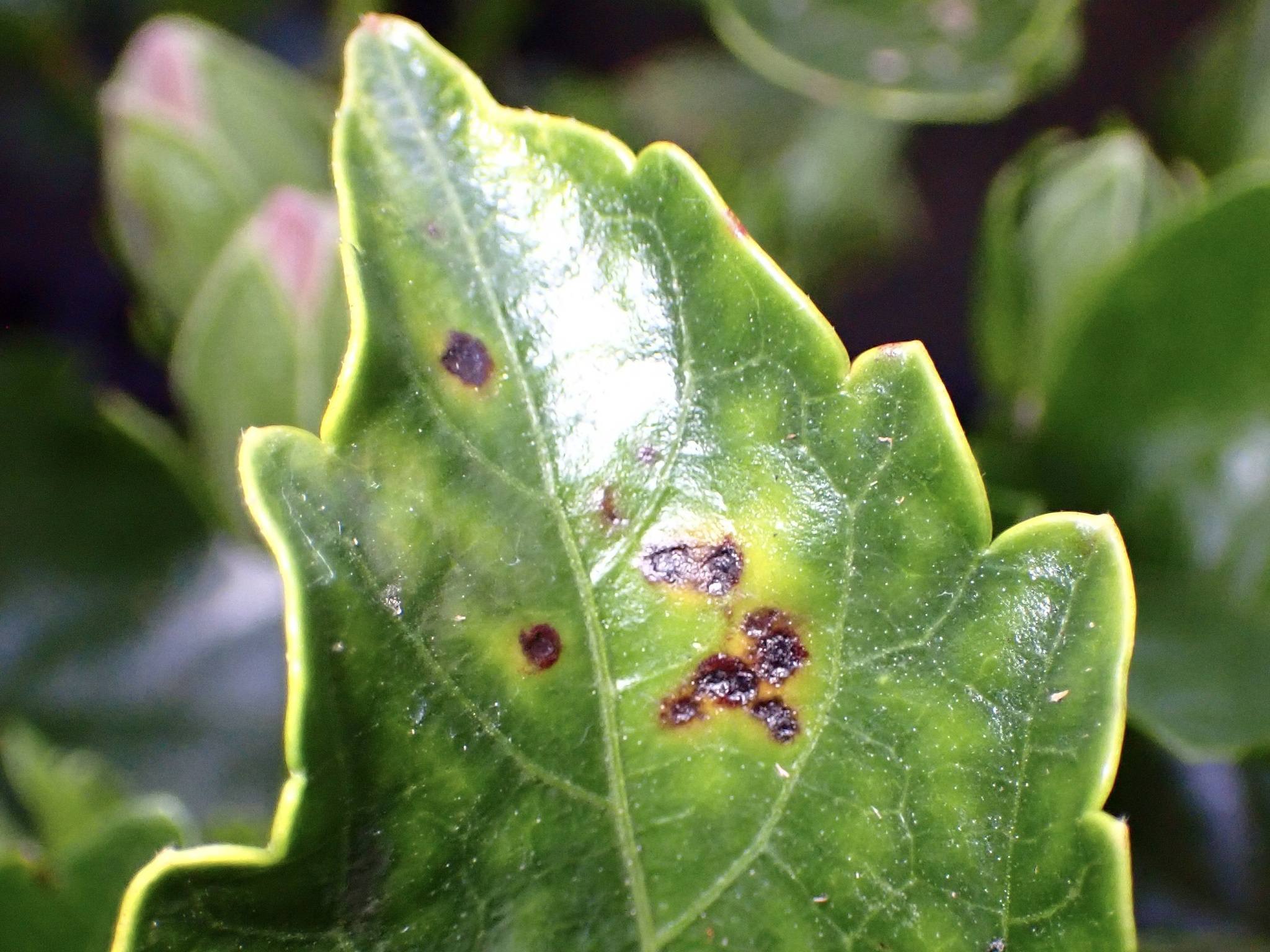Xanthomonas vesicatoria