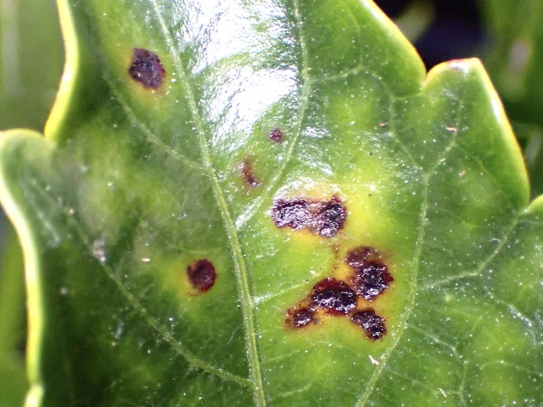 Xanthomonas vesicatoria