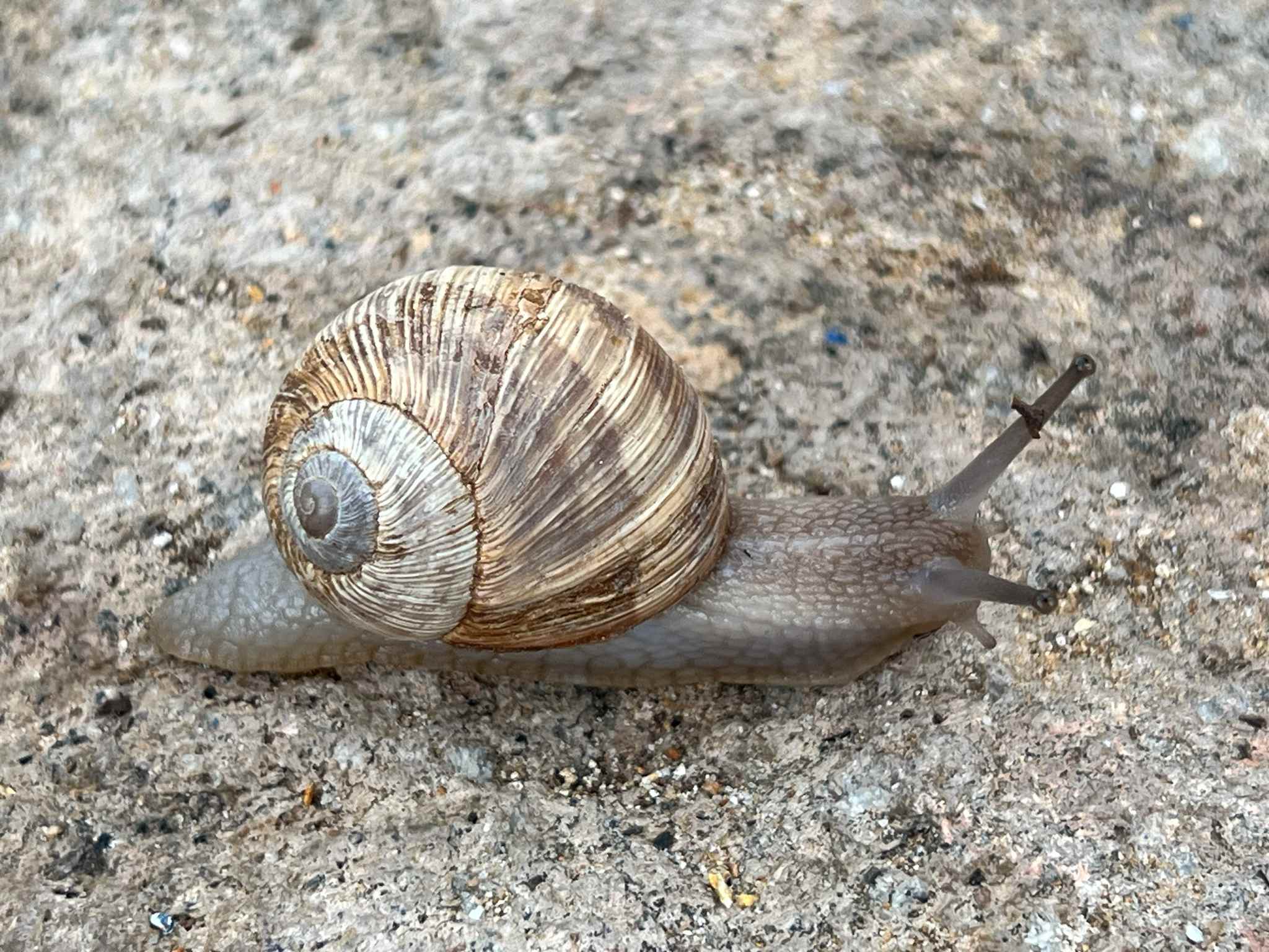 Helix figulina