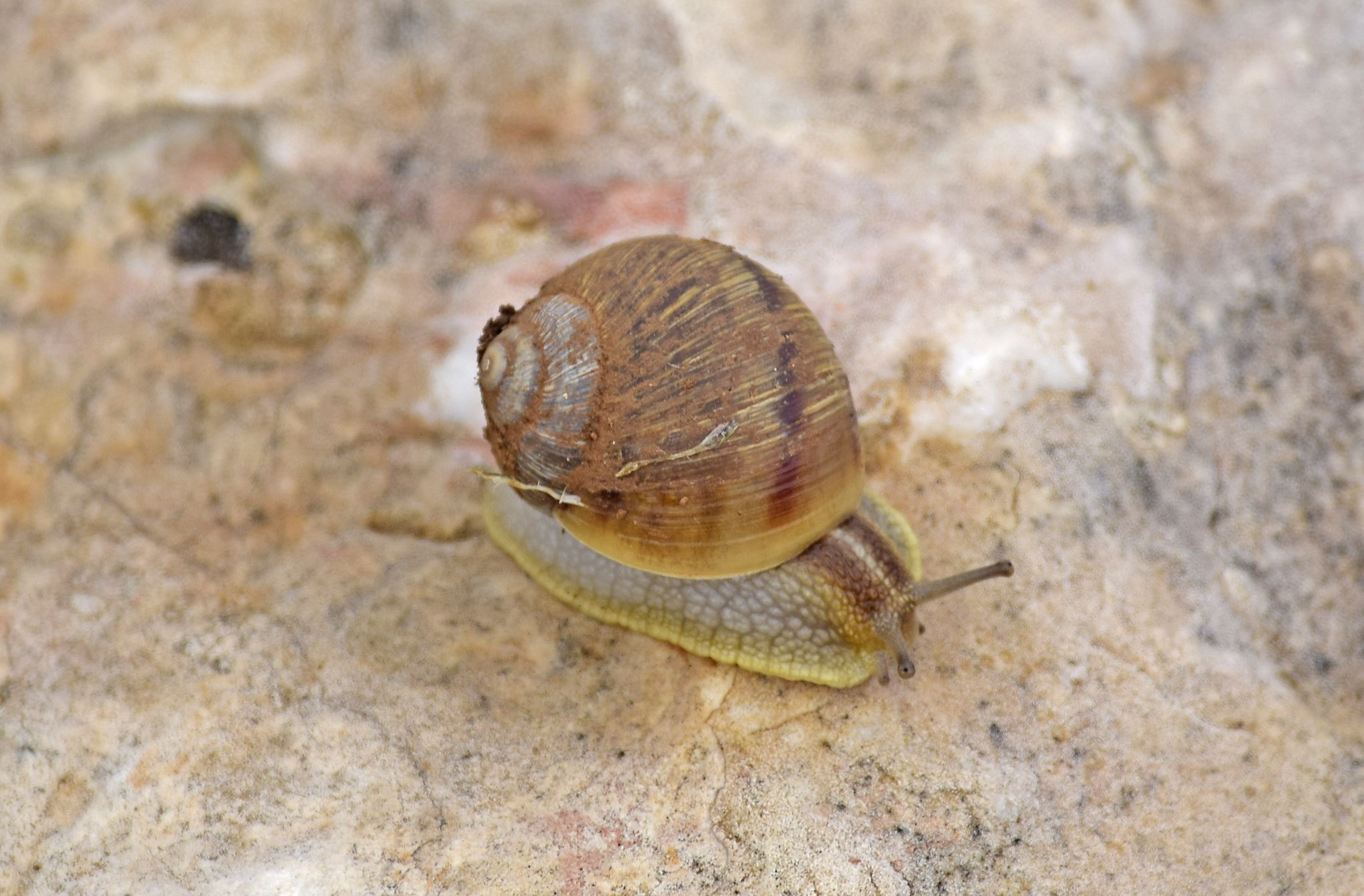 Helix figulina