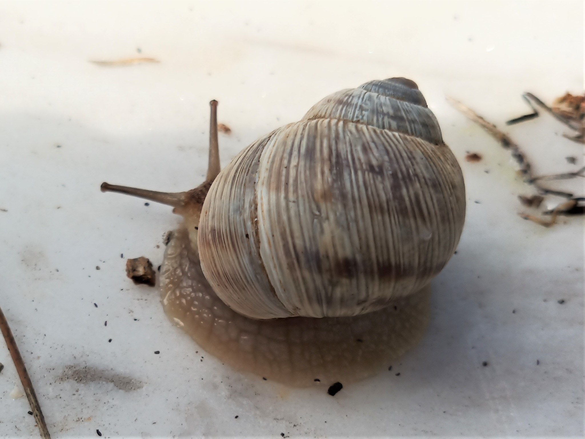 Helix figulina