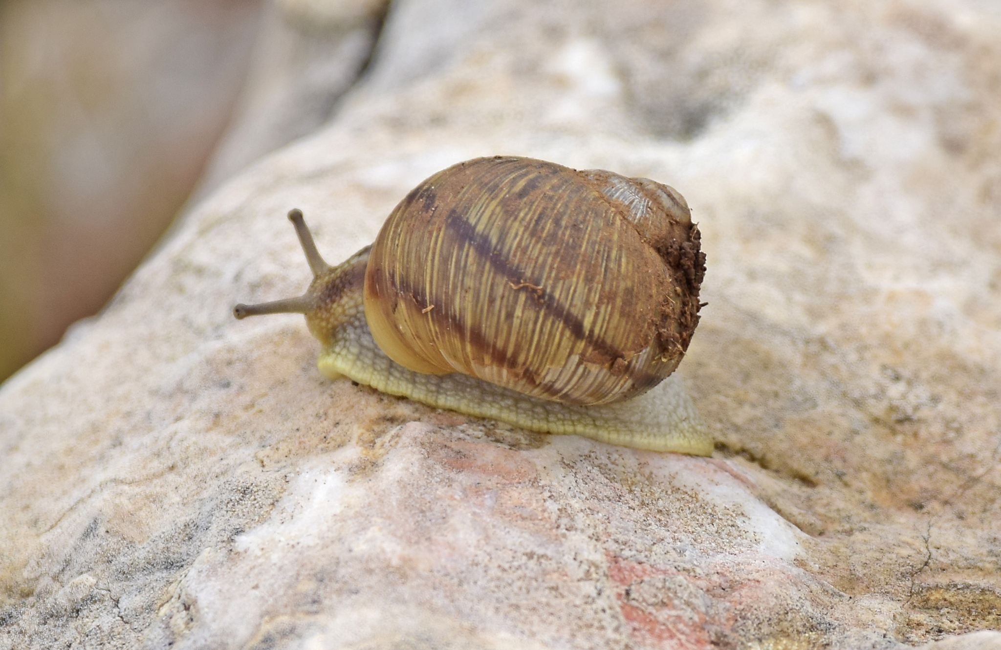 Helix figulina