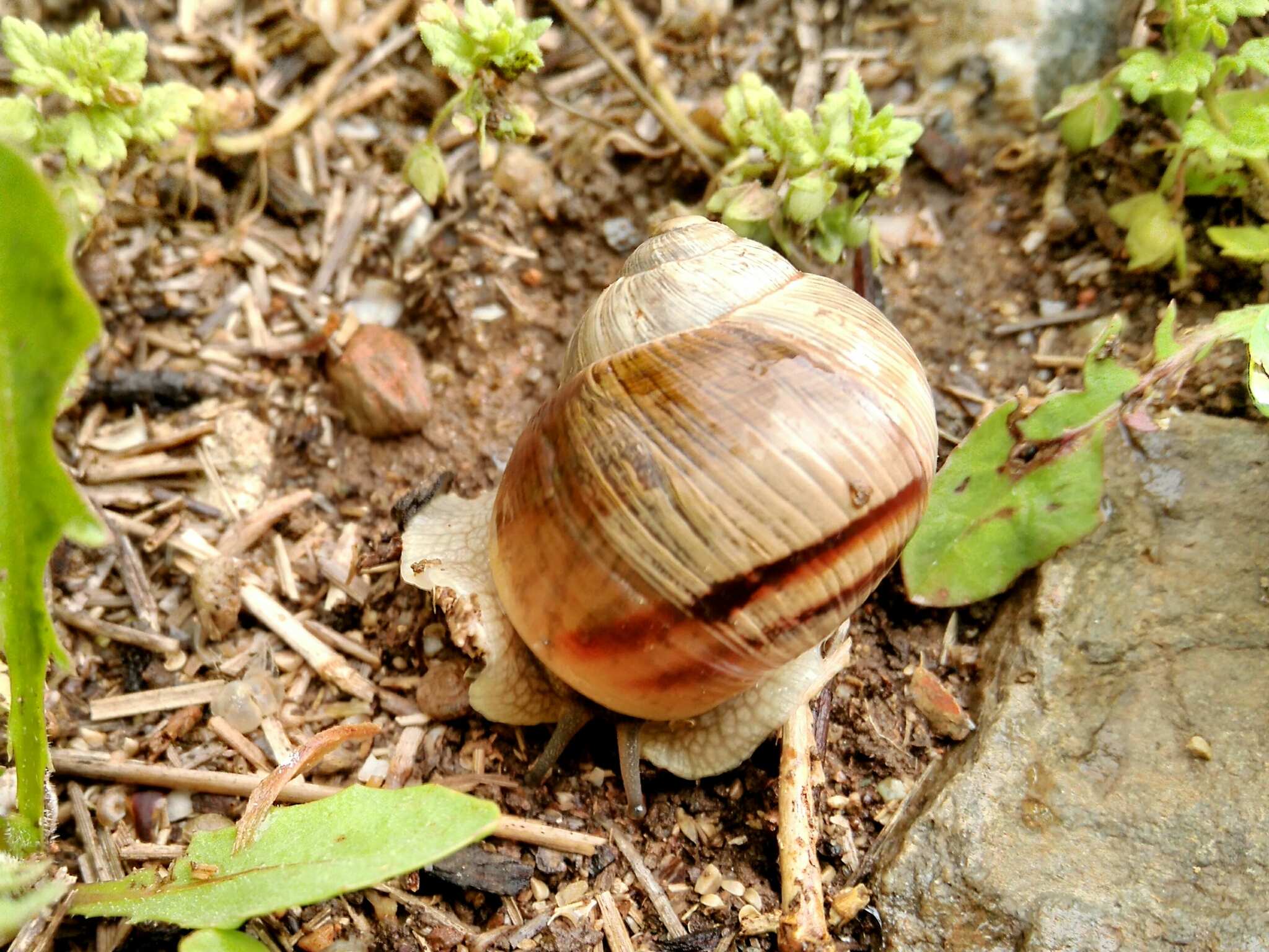 Helix figulina