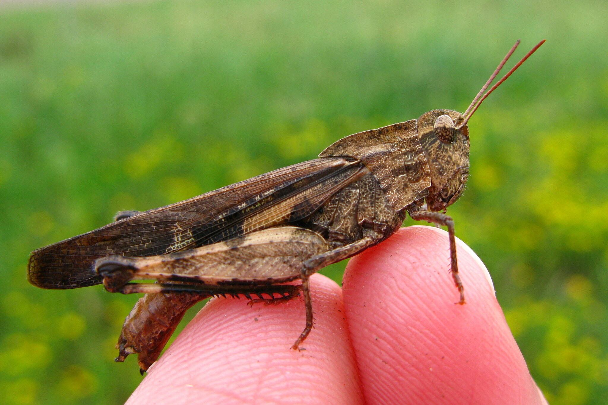 Chortophaga