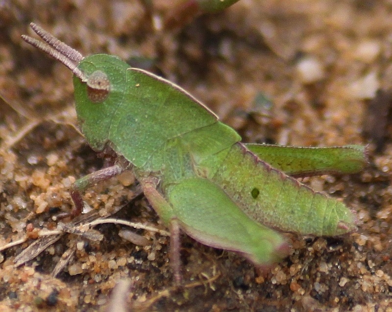 Chortophaga