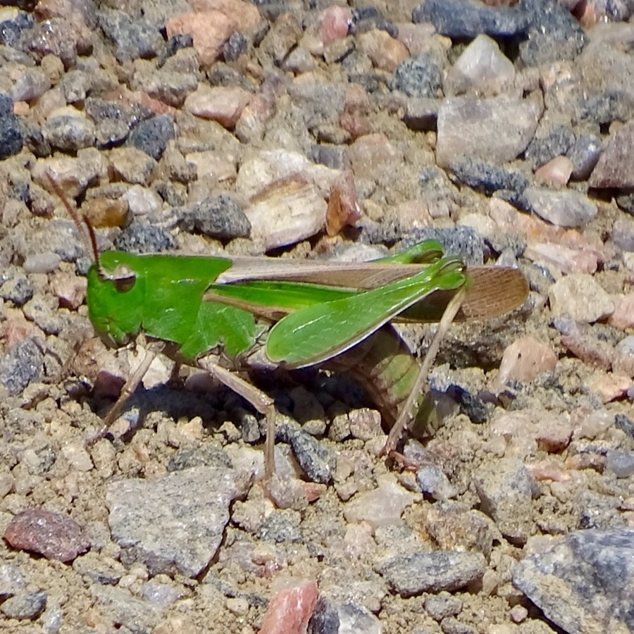Chortophaga