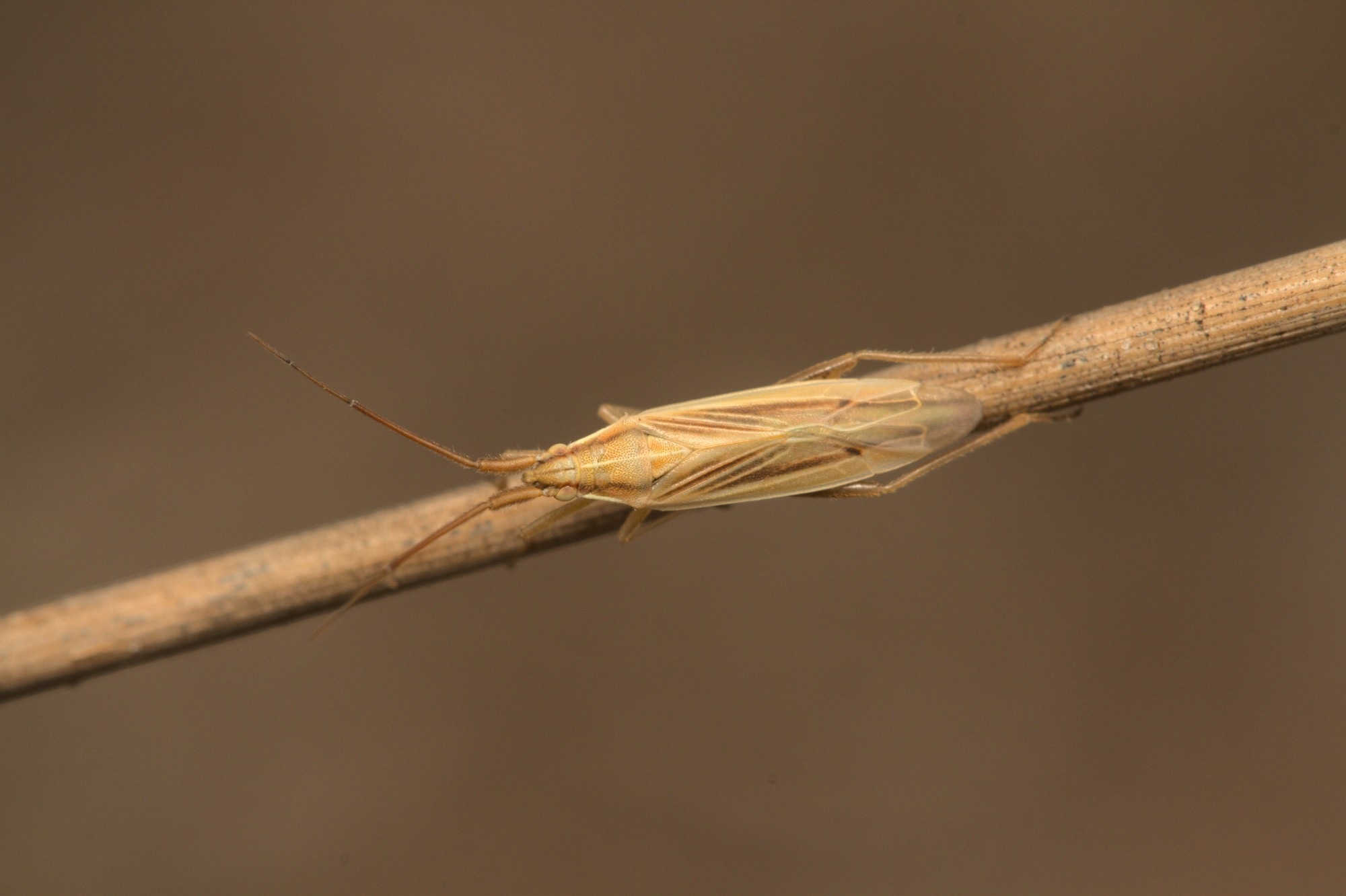 Stenodema laevigatum