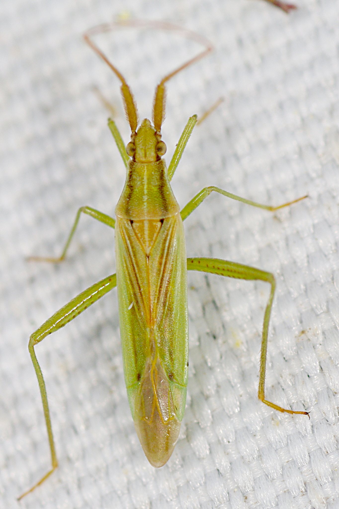 Stenodema laevigatum
