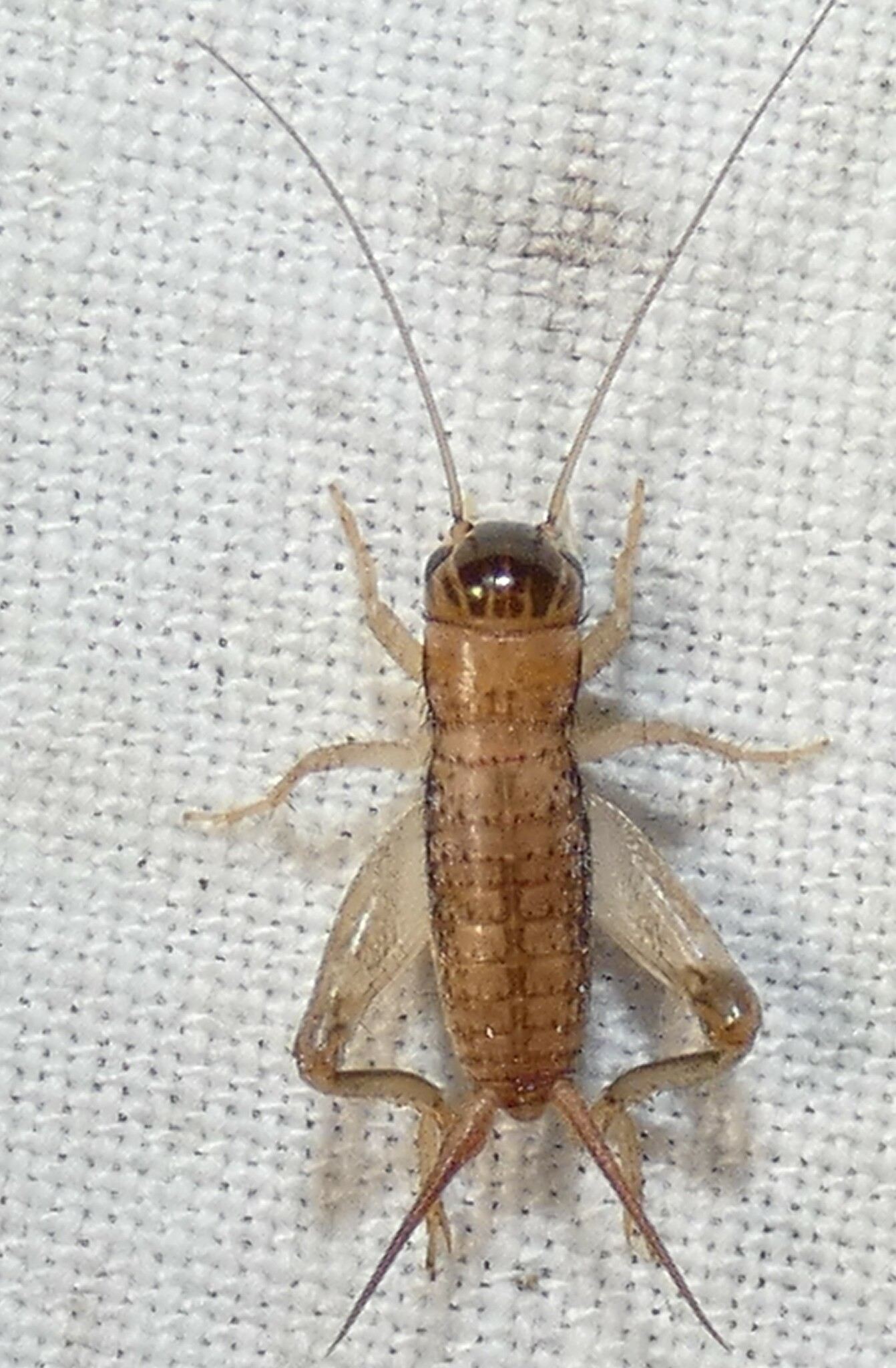 Miogryllus