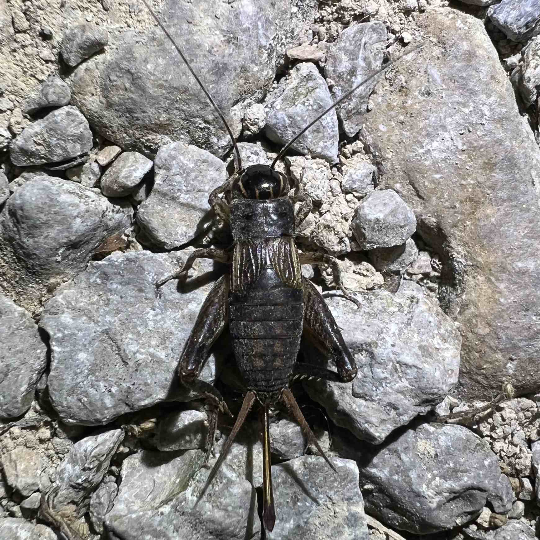 Miogryllus