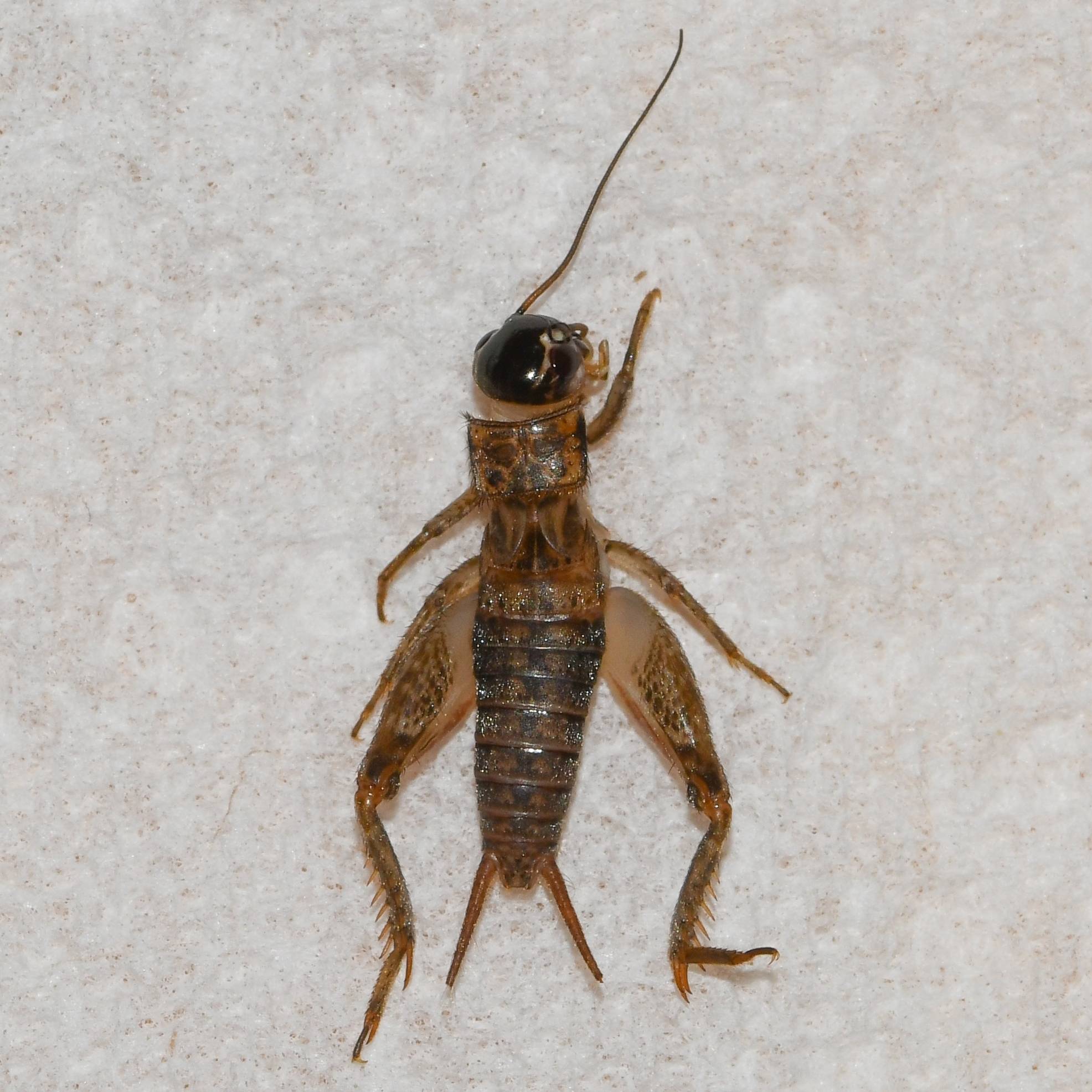 Miogryllus
