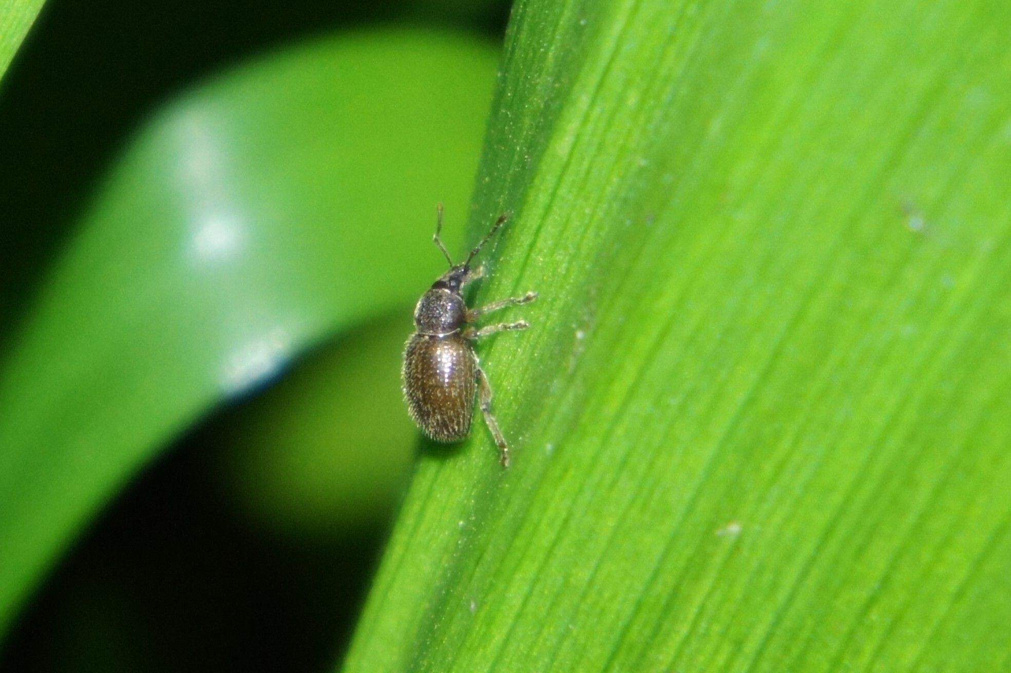 Otiorhynchus dieckmanni