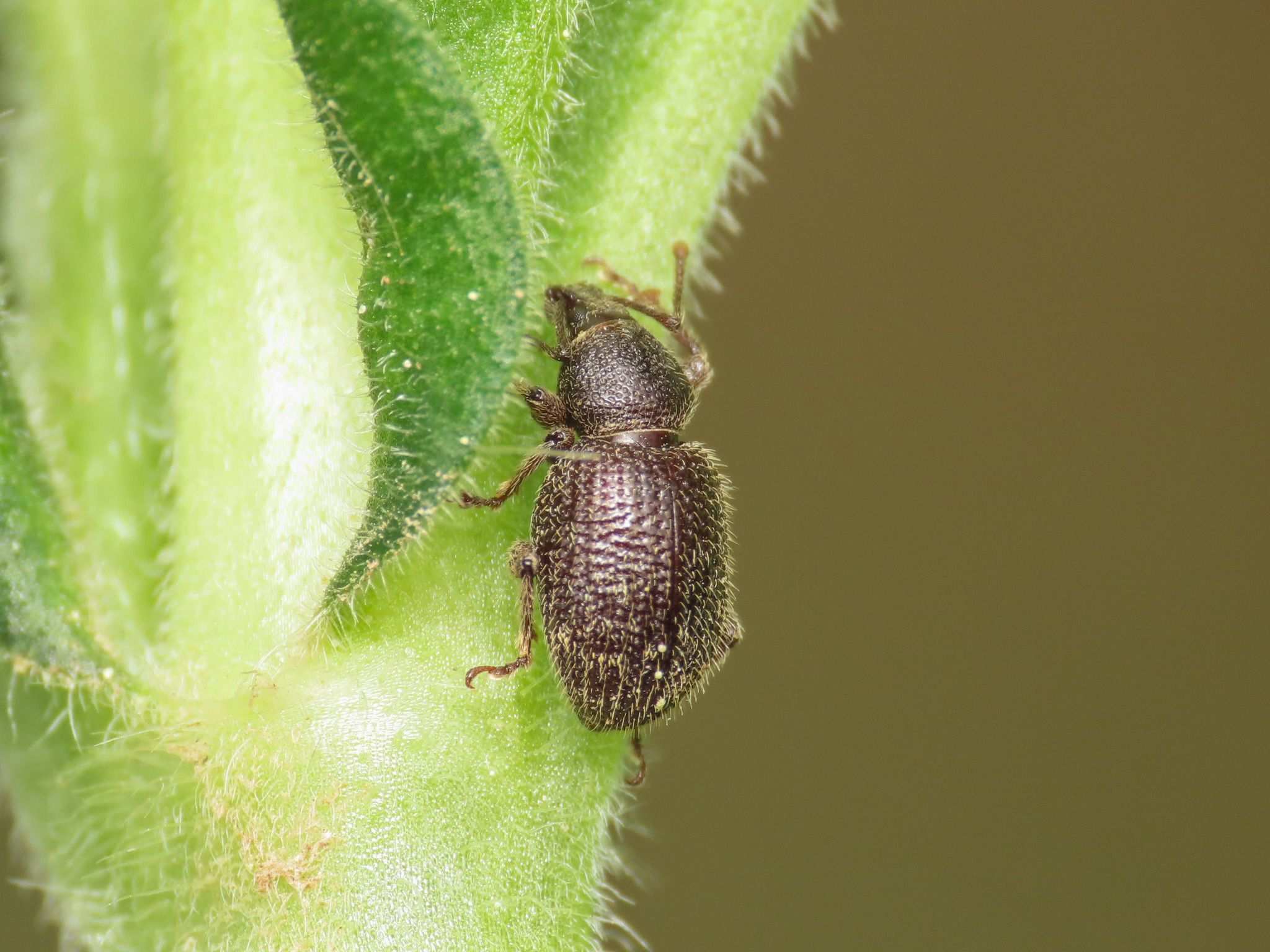 Otiorhynchus dieckmanni