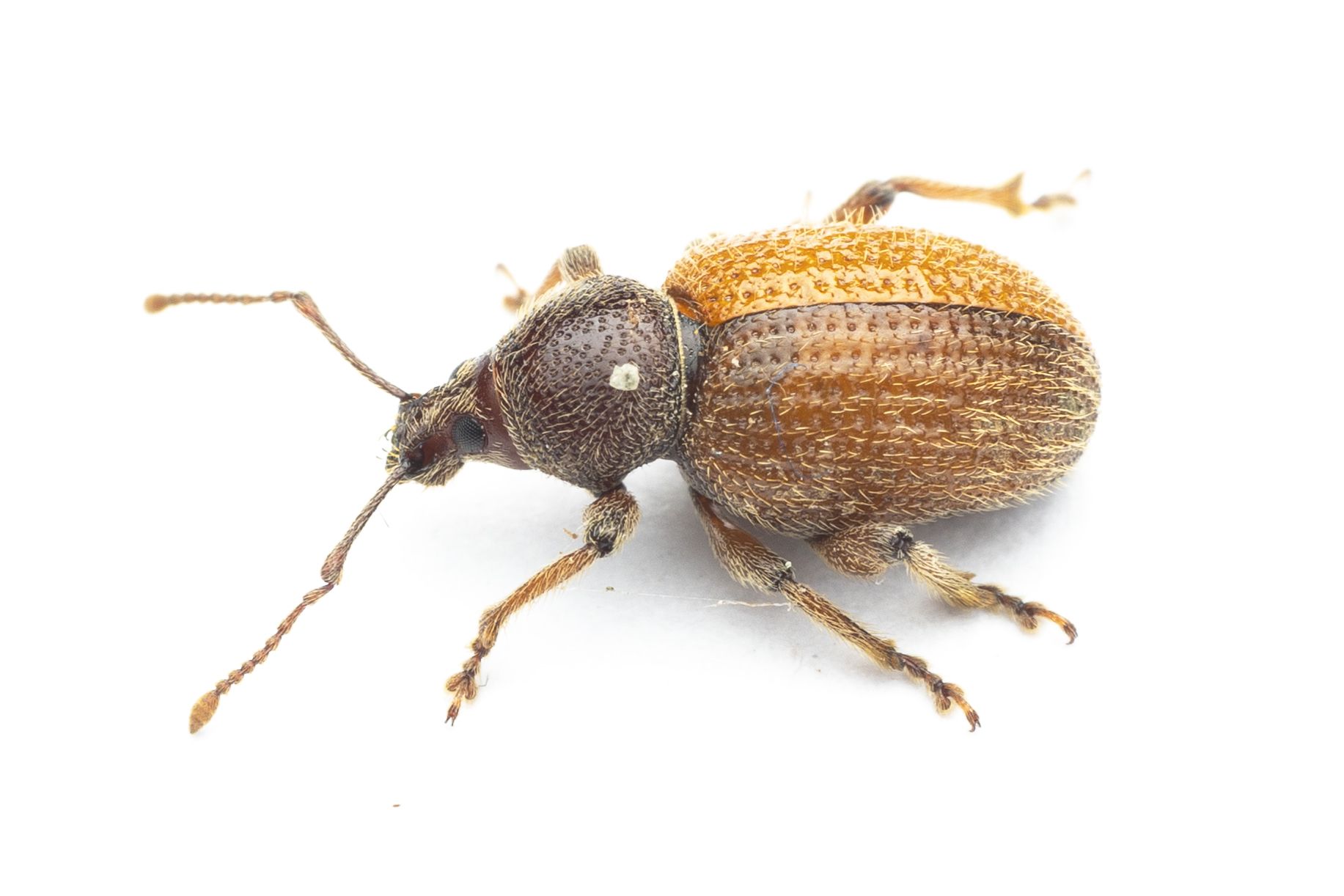 Otiorhynchus dieckmanni