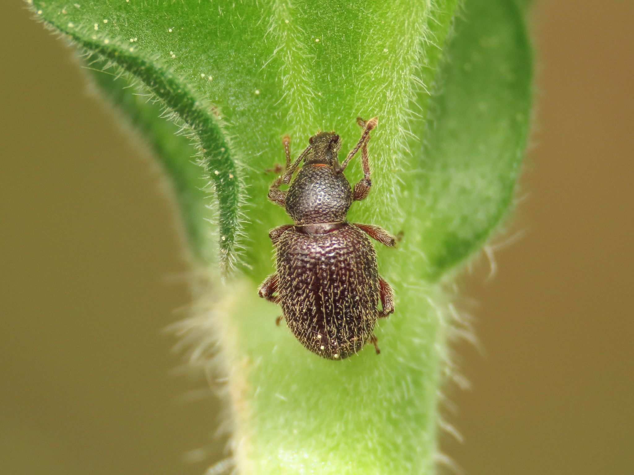 Otiorhynchus dieckmanni
