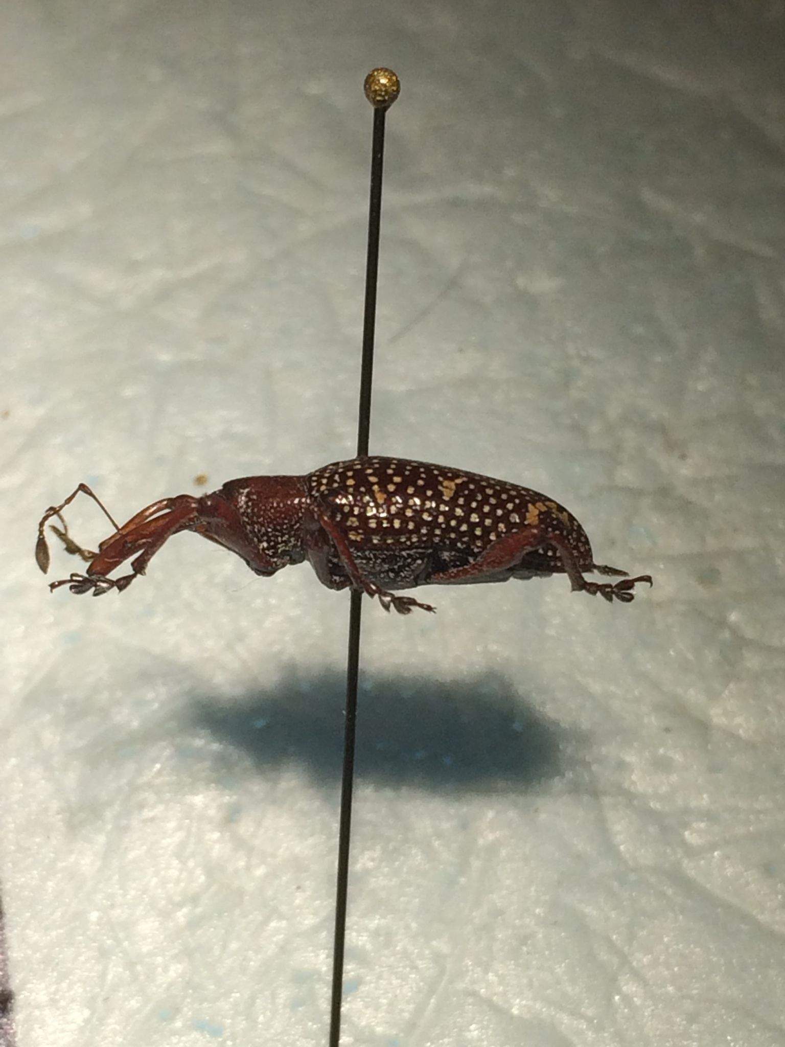 Heilipus pittieri