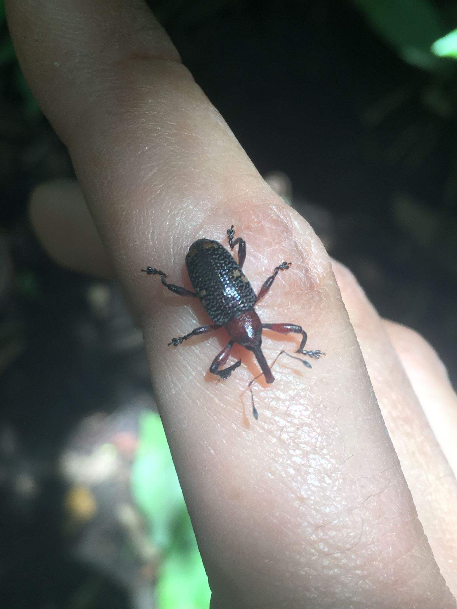 Heilipus pittieri