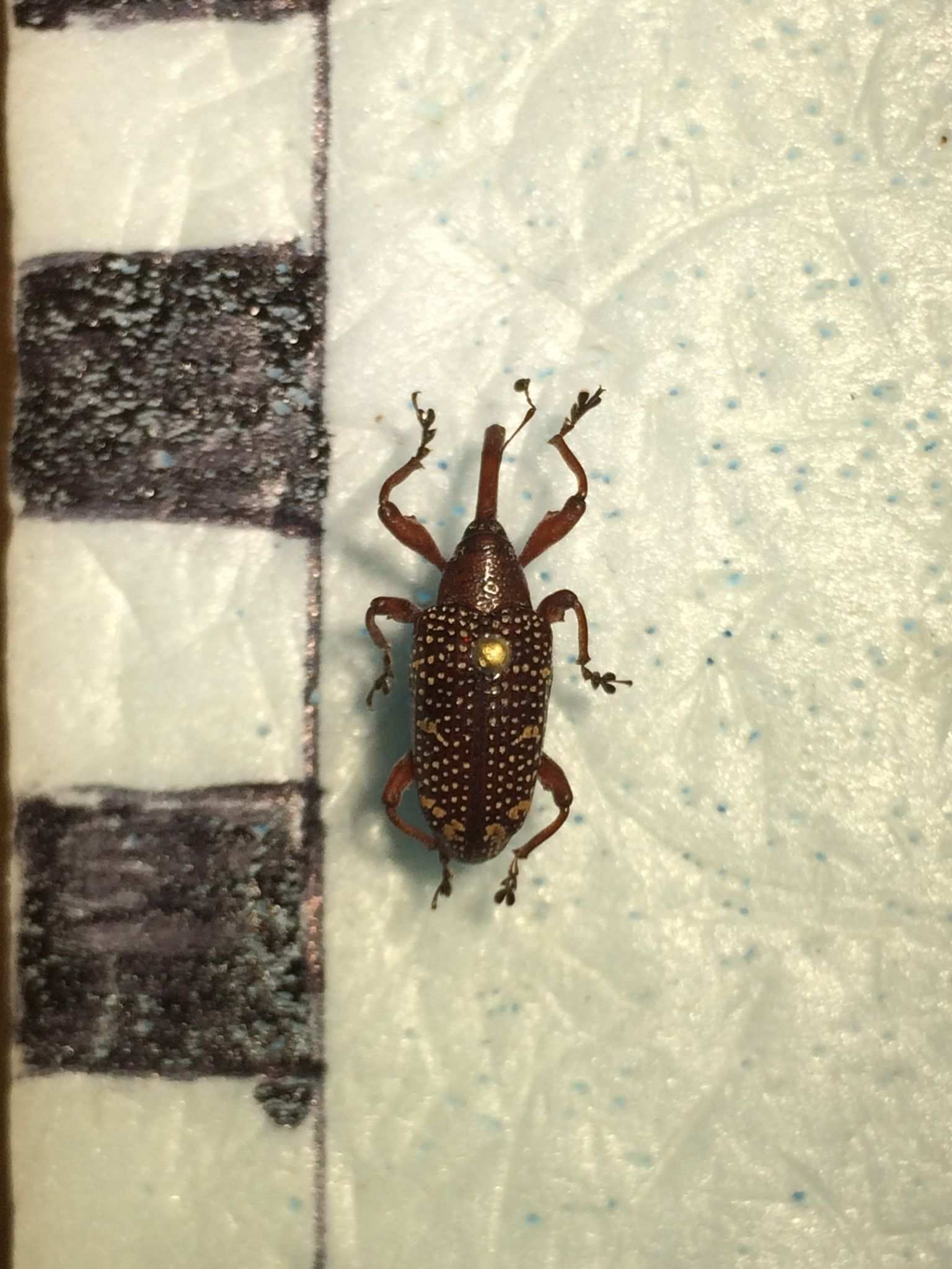 Heilipus pittieri