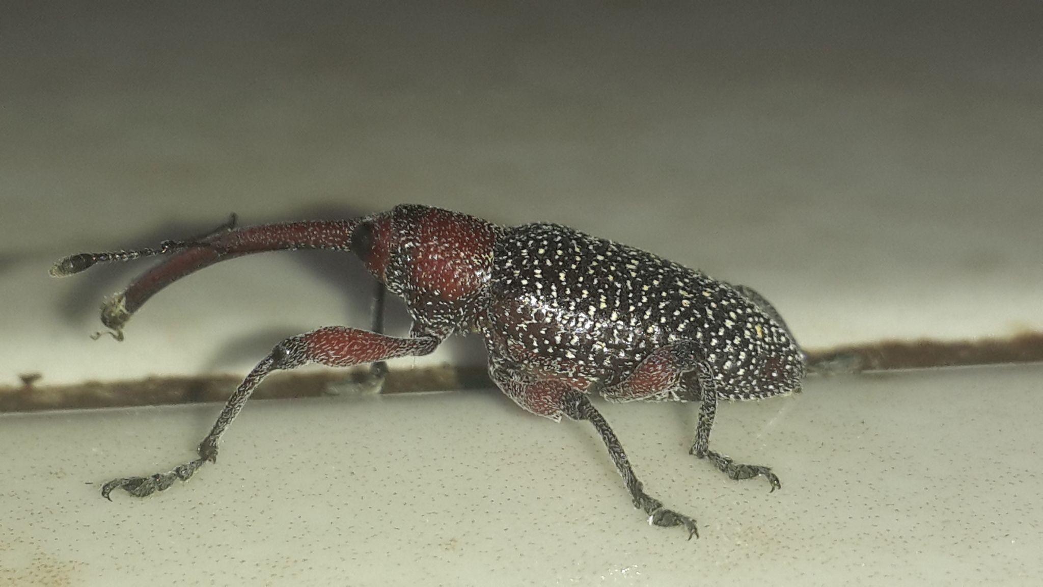 Heilipus pittieri
