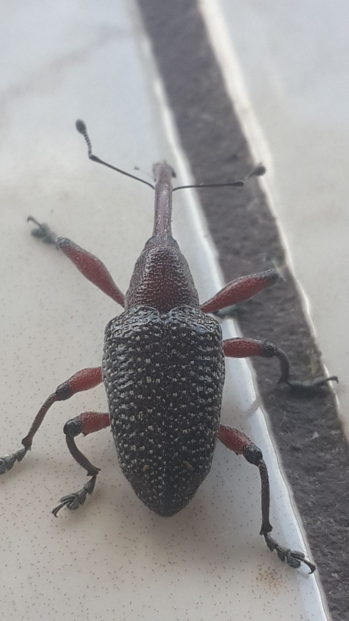 Heilipus pittieri