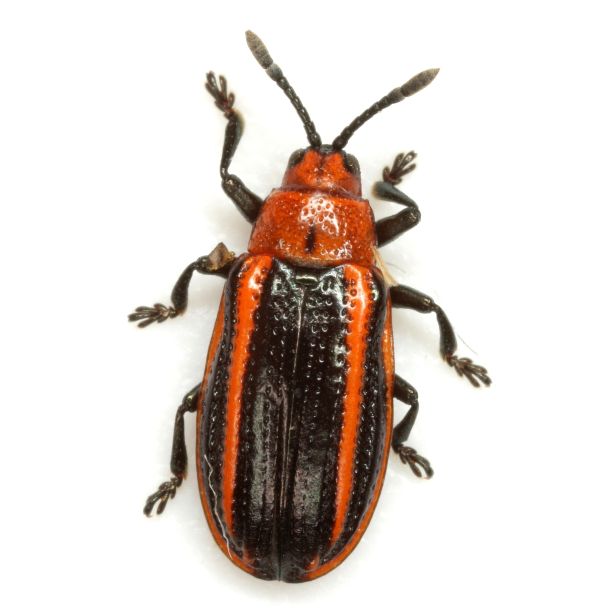 Microrhopala