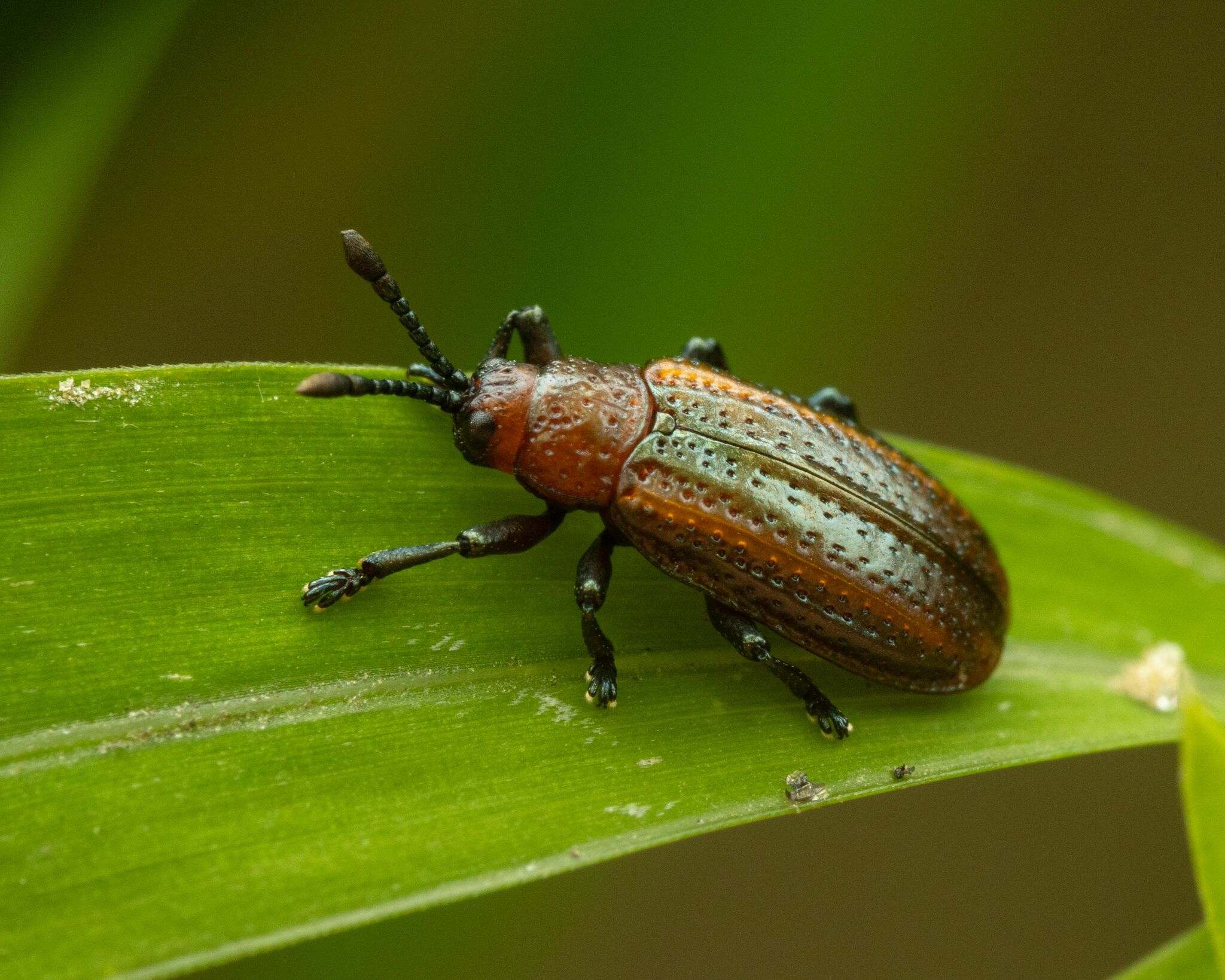 Microrhopala