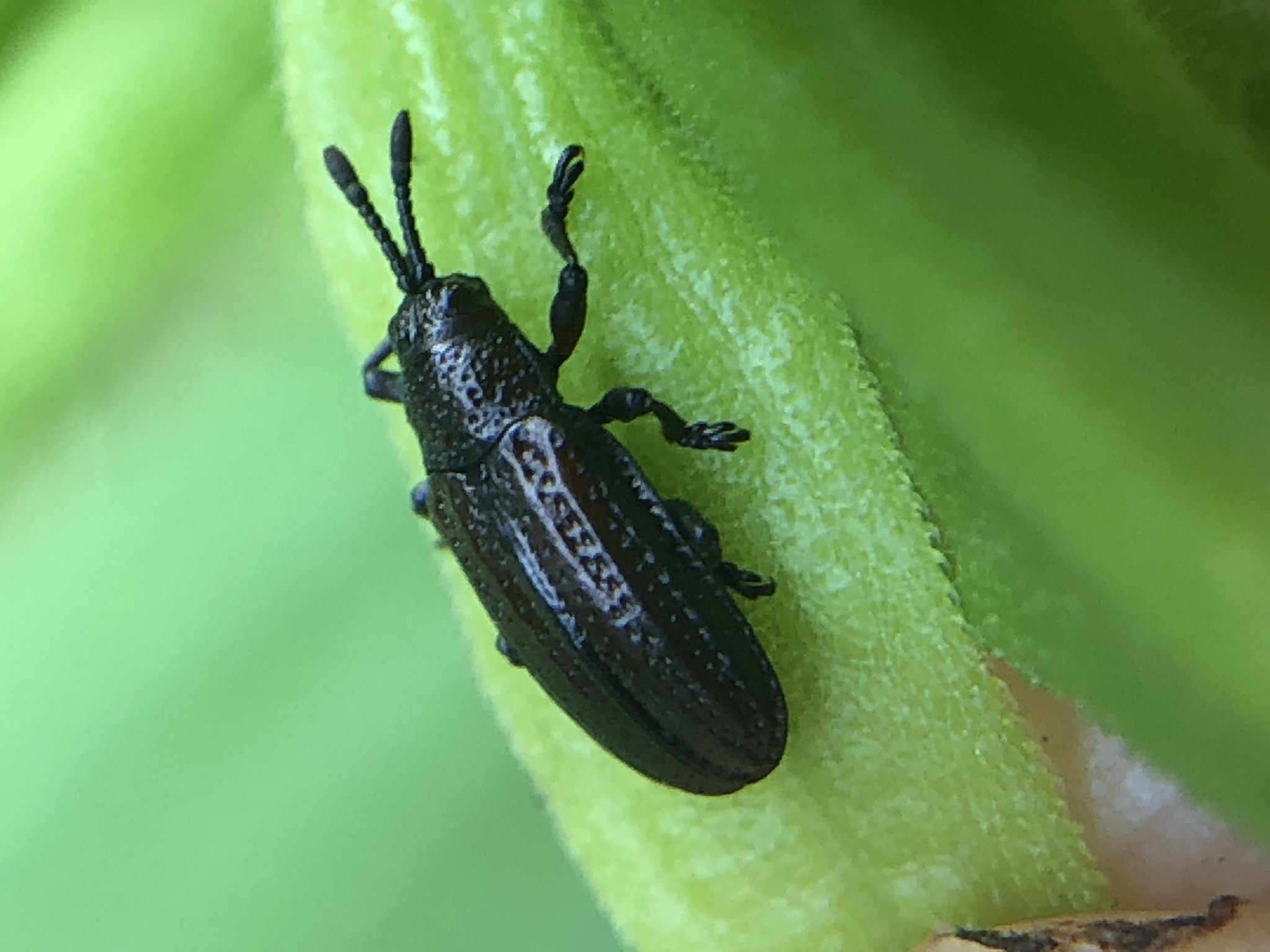 Microrhopala