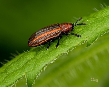 Microrhopala