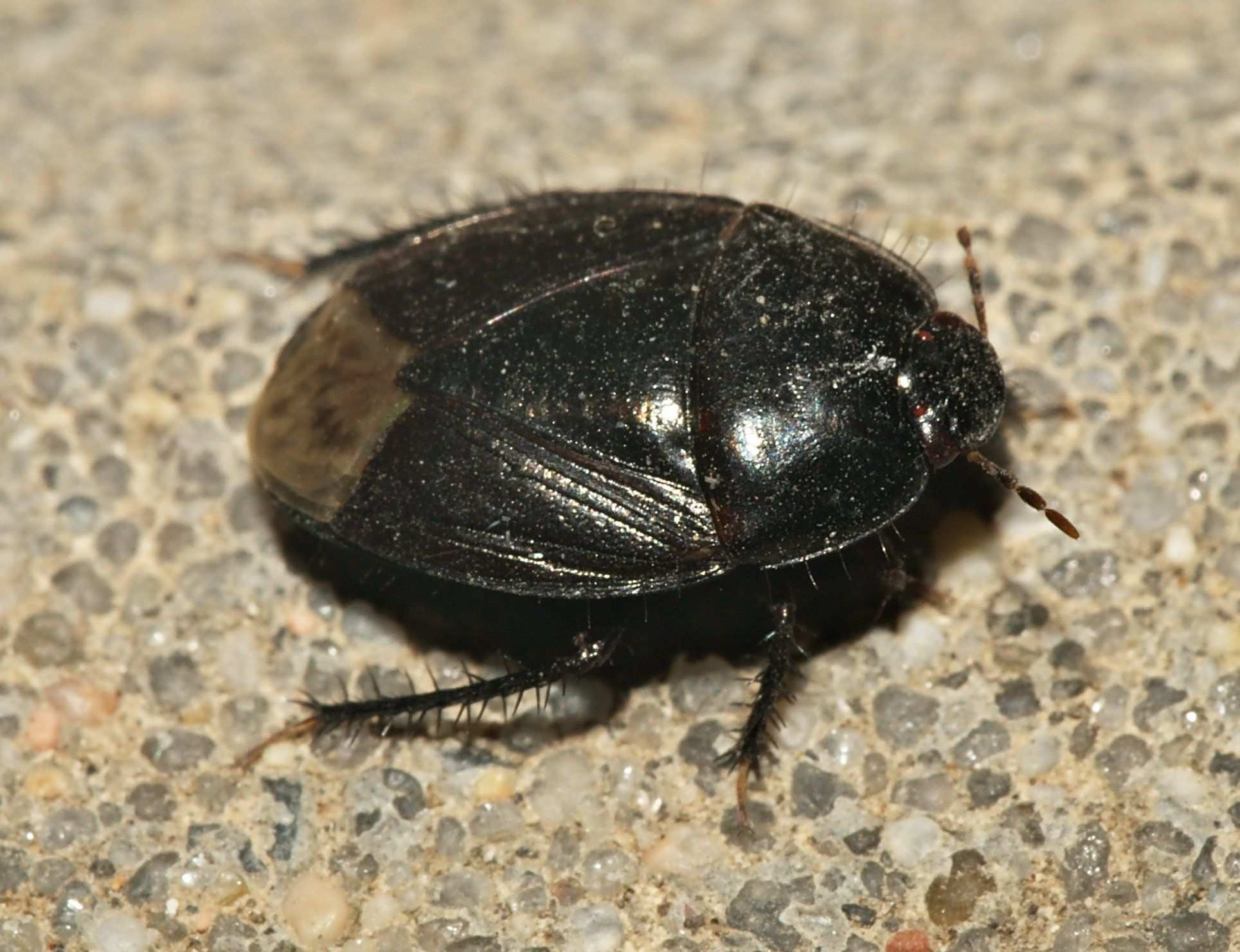 Macroscytus brunneus
