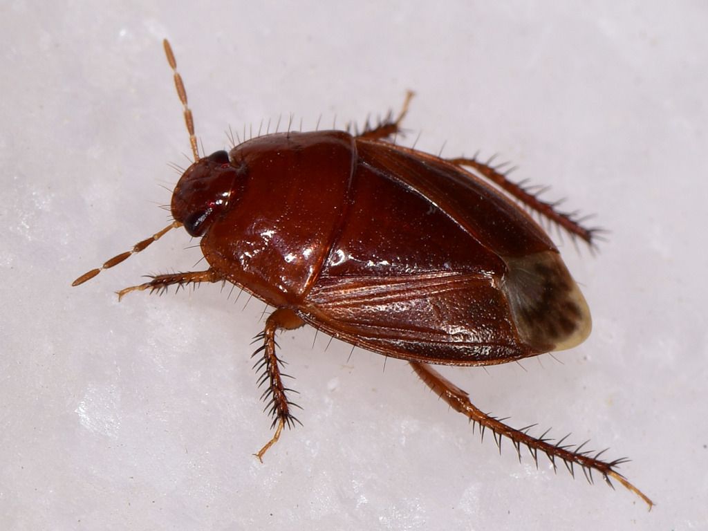 Macroscytus brunneus