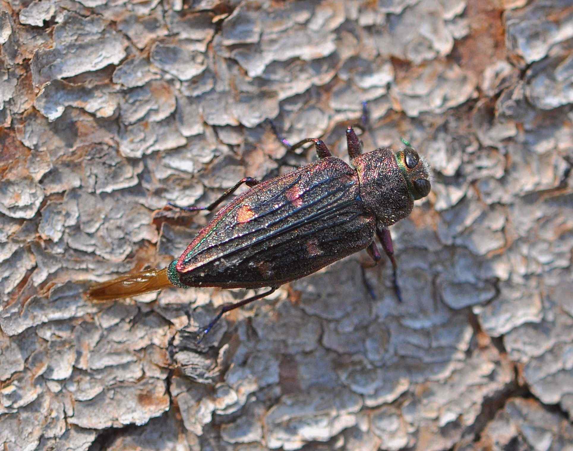 Chrysobothris chrysostigma