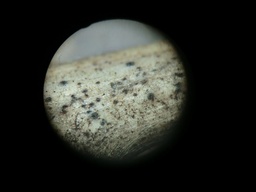 Pleospora