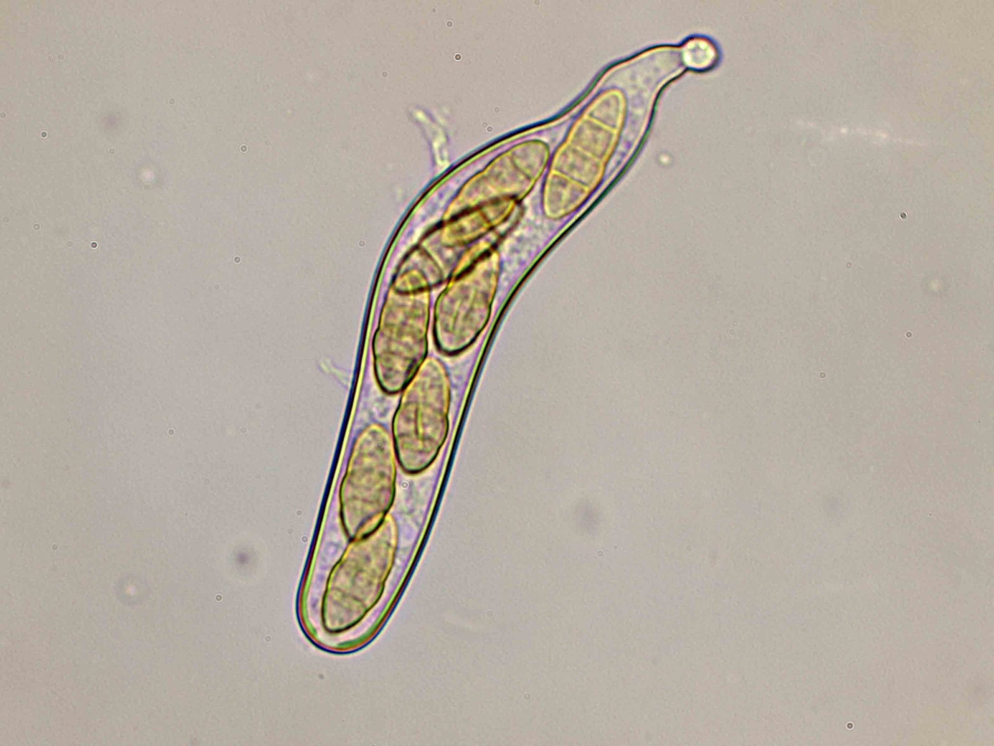 Pleospora